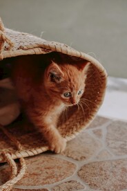 橘猫