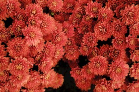 菊