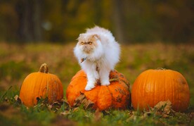 猫咪与南瓜