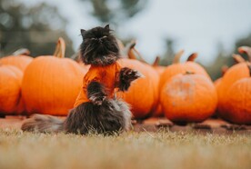 猫咪与南瓜