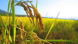  大米 水稻  田园风光 田野