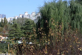 公园风景