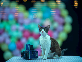 小猫