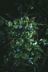 蓝莓树