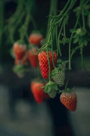 草莓种植