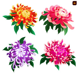 菊花插画