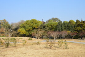 莲花池风景 