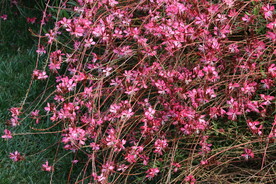 山桃草