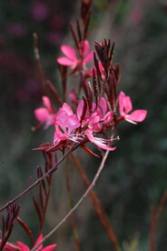山桃草 