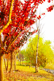 金秋的树林风光