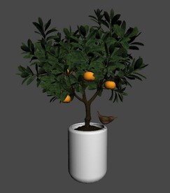 橘子树盆栽3d模型