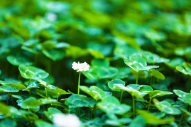  白车轴草光影花卉背景