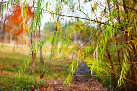 秋天的垂柳枝特写