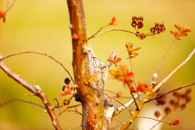 唯美黄色枝叶背景