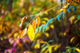 金秋黄叶唯美背景