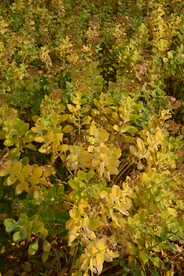八宝枯叶 
