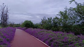 鼠尾草