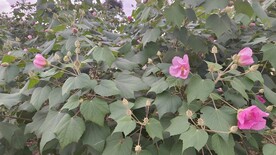 木芙蓉