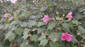 木芙蓉