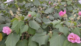 木芙蓉