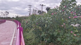 木芙蓉