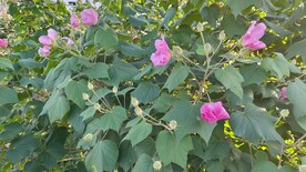 木芙蓉