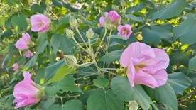木芙蓉