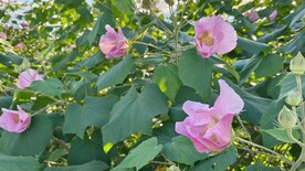 木芙蓉