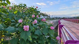 木芙蓉
