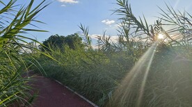 芦苇
