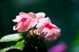 长春花