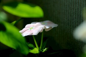 长春花