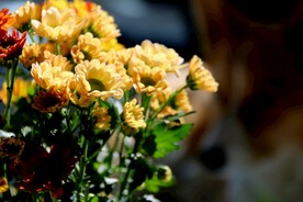菊花