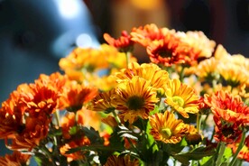 菊花
