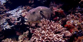 海洋鱼鱼珊瑚