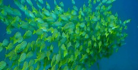 海洋鱼