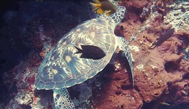海龟