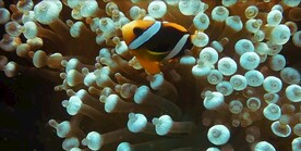海洋生物
