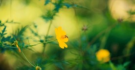 风中小黄花