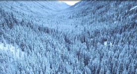 山间雪松