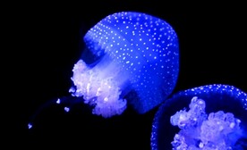 水母世界
