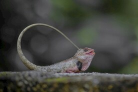 蜥蜴