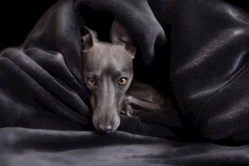 狗