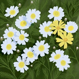 小花插画