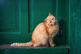 橘猫