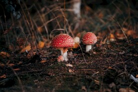 野蘑菇