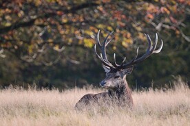 麋鹿