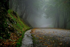 林中公路