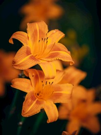 盛开的花朵