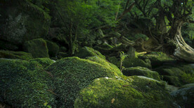 屋久岛
